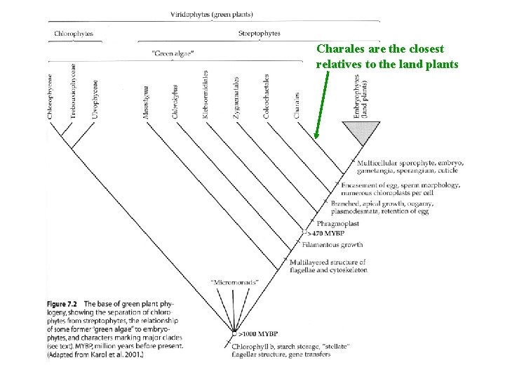 Charales are the closest relatives to the land plants 