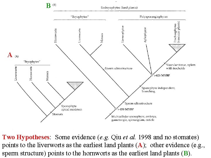 B A Two Hypotheses: Some evidence (e. g. Qiu et al. 1998 and no