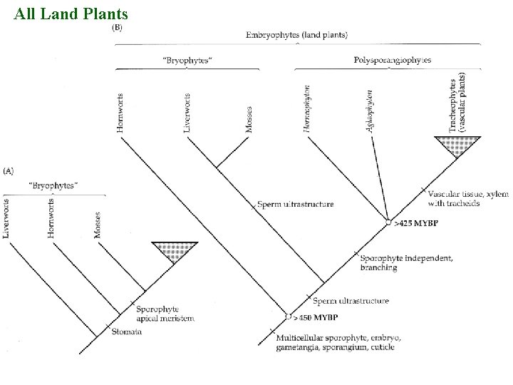 All Land Plants 