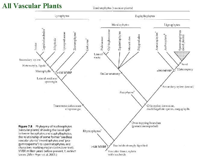 All Vascular Plants 
