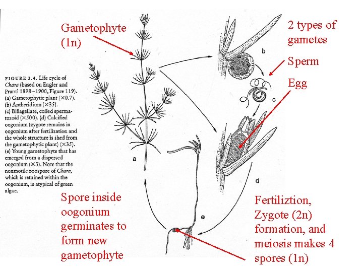 Gametophyte (1 n) 2 types of gametes Sperm Egg Spore inside oogonium germinates to