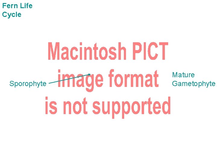 Fern Life Cycle Sporophyte Mature Gametophyte 