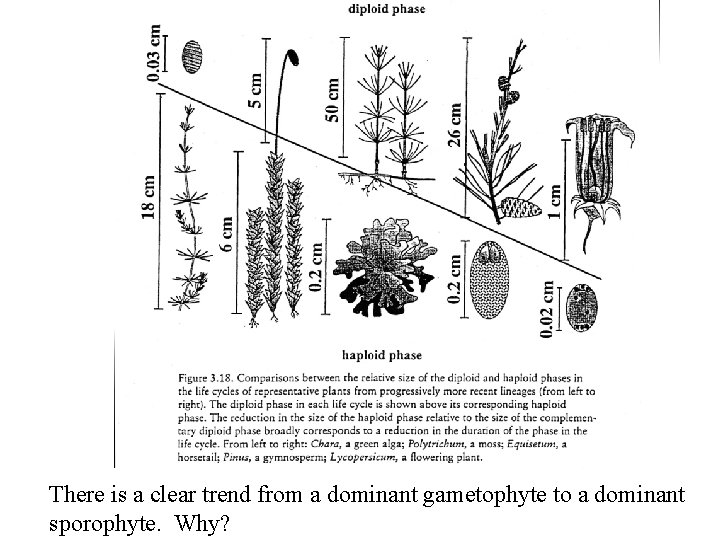 There is a clear trend from a dominant gametophyte to a dominant sporophyte. Why?