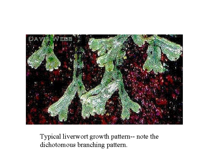 Typical liverwort growth pattern-- note the dichotomous branching pattern. 