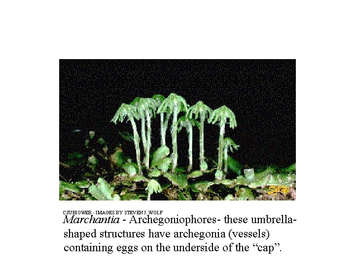 CSUBIOWEB - IMAGES BY STEVEN J. WOLF Marchantia - Archegoniophores- these umbrellashaped structures have