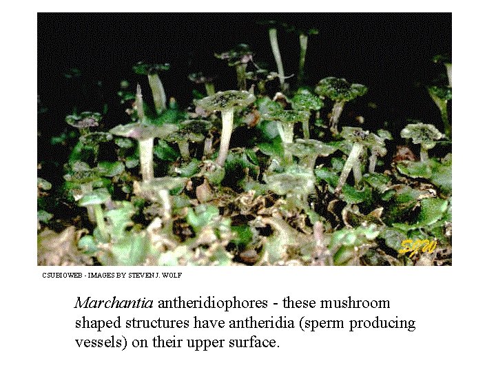 CSUBIOWEB - IMAGES BY STEVEN J. WOLF Marchantia antheridiophores - these mushroom shaped structures