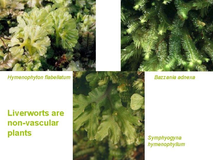 Hymenophyton flabellatum Liverworts are non-vascular plants Bazzania adnexa Symphyogyna hymenophyllum 