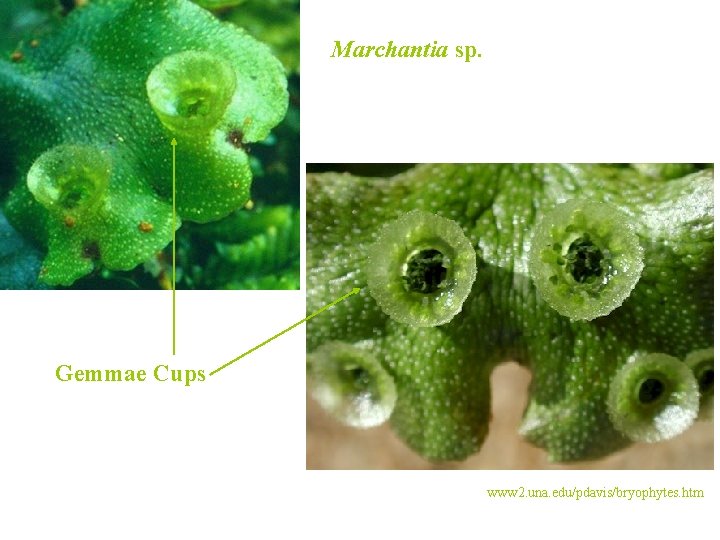 Marchantia sp. Gemmae Cups www 2. una. edu/pdavis/bryophytes. htm 