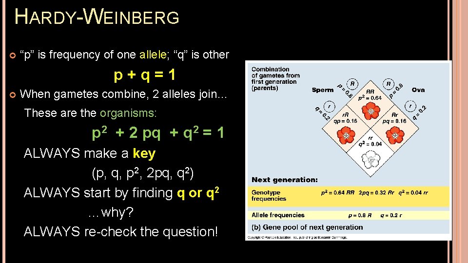 HARDY-WEINBERG “p” is frequency of one allele; “q” is other p+q=1 When gametes combine,