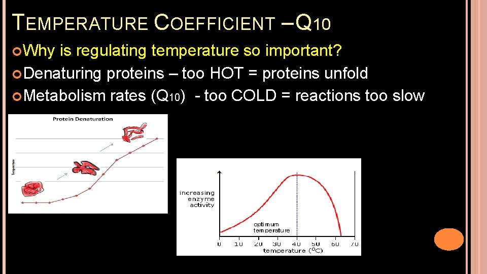 TEMPERATURE COEFFICIENT – Q 10 Why is regulating temperature so important? Denaturing proteins –