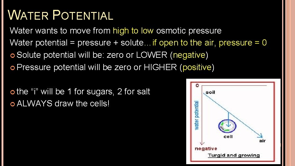 WATER POTENTIAL Water wants to move from high to low osmotic pressure Water potential