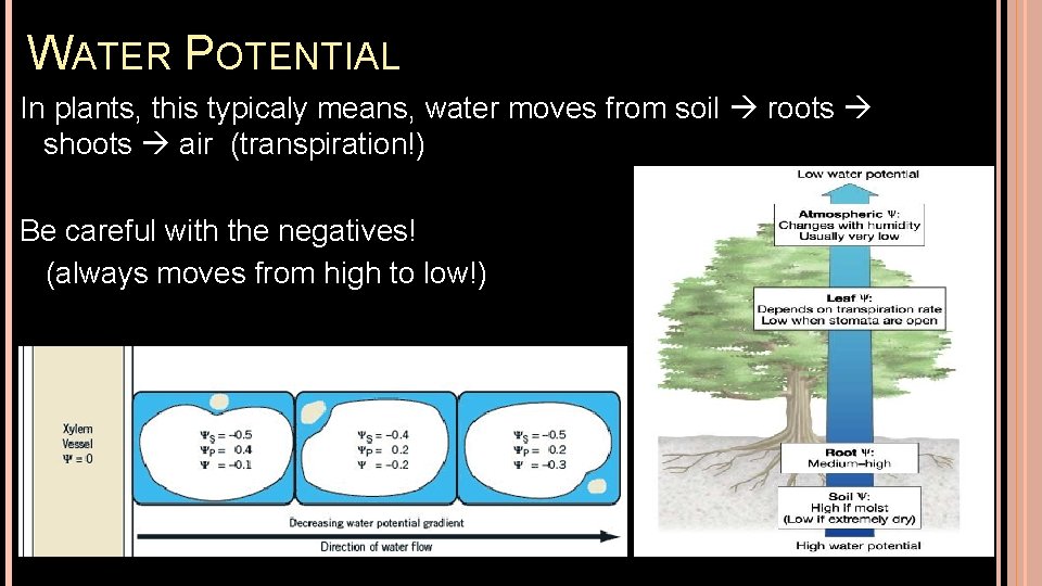 WATER POTENTIAL In plants, this typicaly means, water moves from soil roots shoots air
