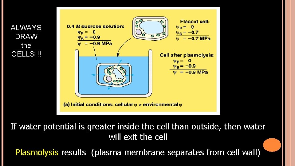 ALWAYS DRAW the CELLS!!! If water potential is greater inside the cell than outside,