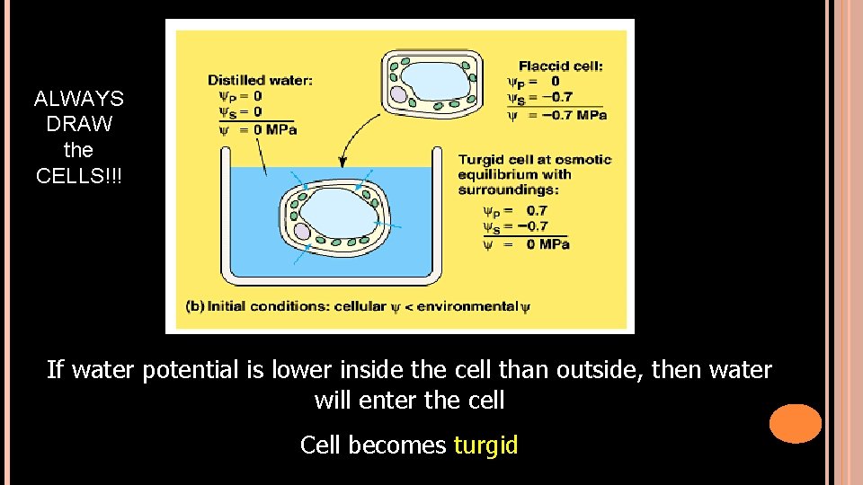 ALWAYS DRAW the CELLS!!! If water potential is lower inside the cell than outside,