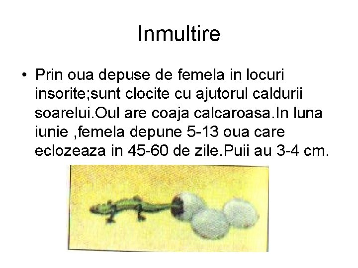 Inmultire • Prin oua depuse de femela in locuri insorite; sunt clocite cu ajutorul