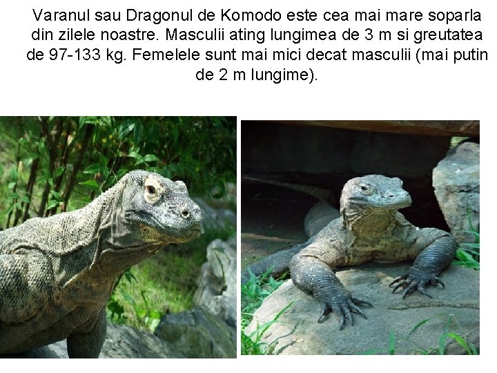 Varanul sau Dragonul de Komodo este cea mai mare soparla din zilele noastre. Masculii