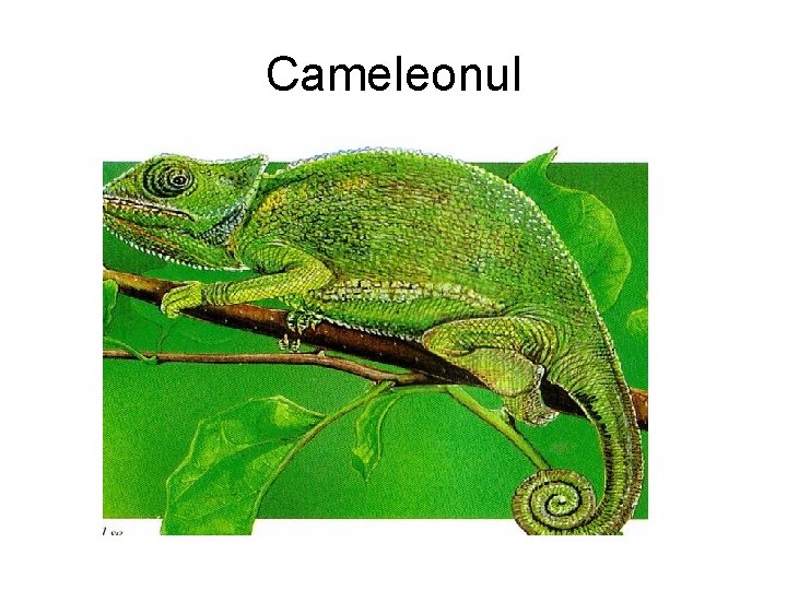 Cameleonul 