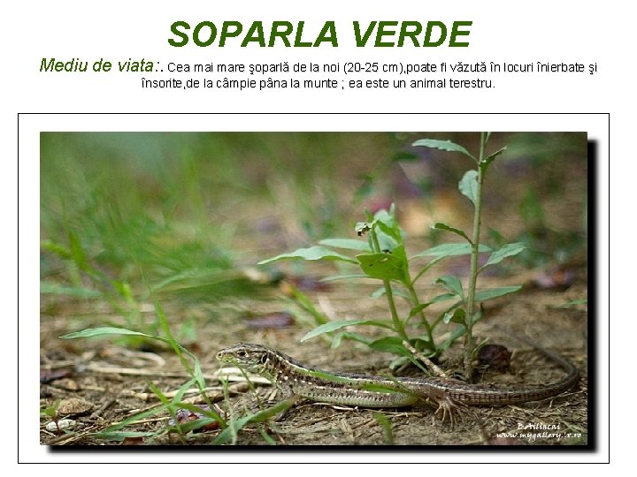 SOPARLA VERDE Mediu de viata: . Cea mai mare şoparlă de la noi (20