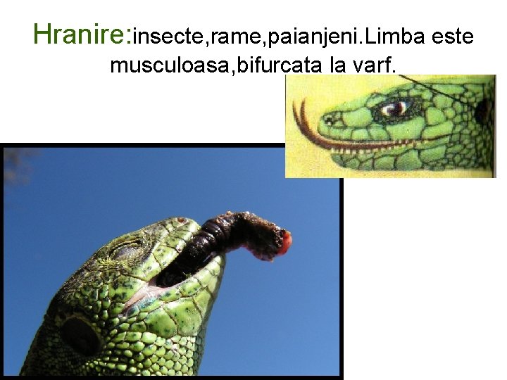 Hranire: insecte, rame, paianjeni. Limba este musculoasa, bifurcata la varf. 