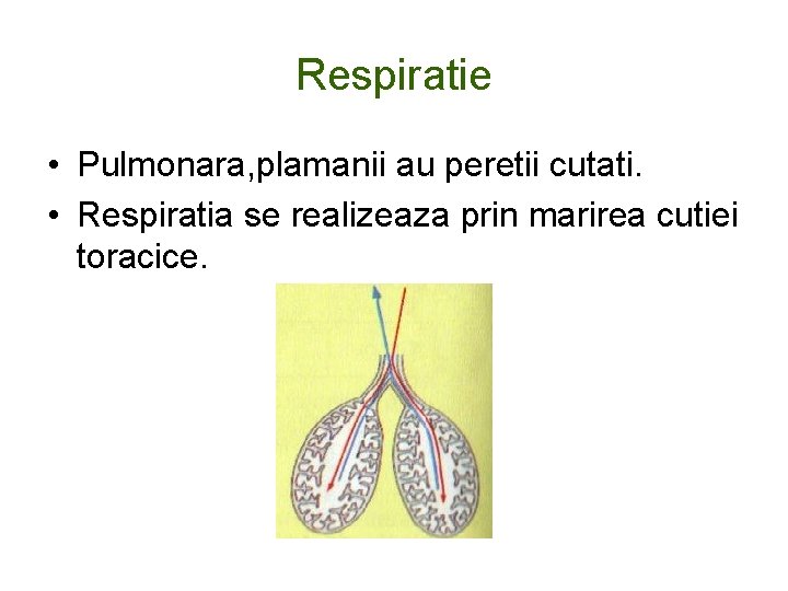 Respiratie • Pulmonara, plamanii au peretii cutati. • Respiratia se realizeaza prin marirea cutiei