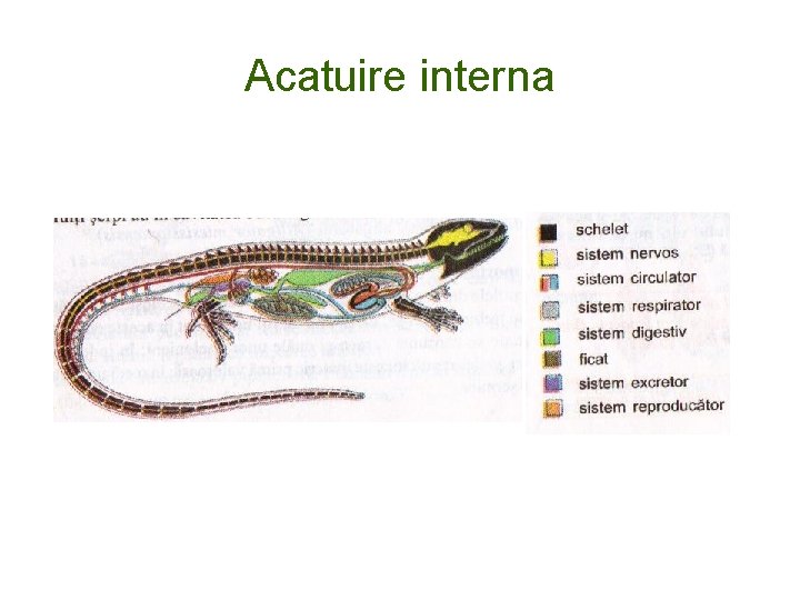 Acatuire interna 