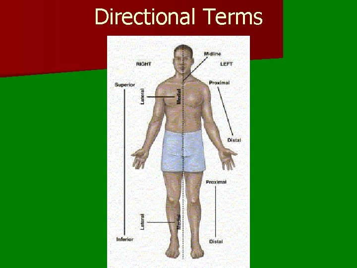 Directional Language Body Levels of Organization See figs 1 3 1