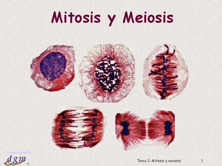 Mitosis y Meiosis Dr. Antonio Barbadilla 1 Tema 2: Mitosis y meiosis 1 