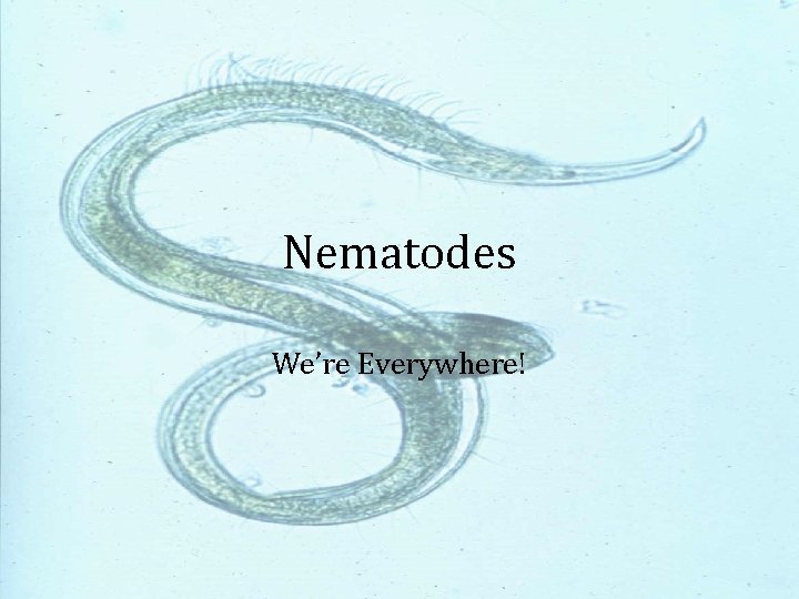 Nematodes We’re Everywhere! 