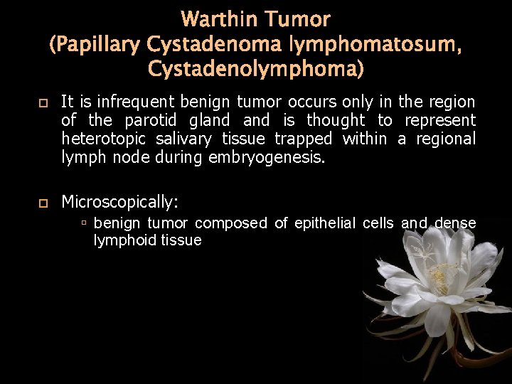 Warthin Tumor (Papillary Cystadenoma lymphomatosum, Cystadenolymphoma) It is infrequent benign tumor occurs only in