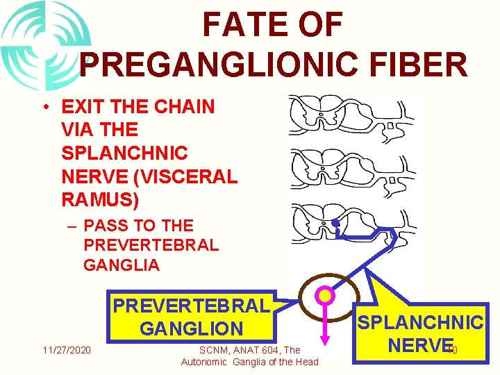 FATE OF PREGANGLIONIC FIBER • EXIT THE CHAIN VIA THE SPLANCHNIC NERVE (VISCERAL RAMUS)