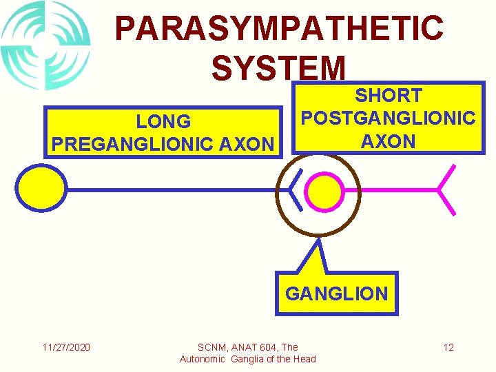 PARASYMPATHETIC SYSTEM LONG PREGANGLIONIC AXON SHORT POSTGANGLIONIC AXON GANGLION 11/27/2020 SCNM, ANAT 604, The