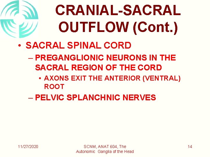 CRANIAL-SACRAL OUTFLOW (Cont. ) • SACRAL SPINAL CORD – PREGANGLIONIC NEURONS IN THE SACRAL