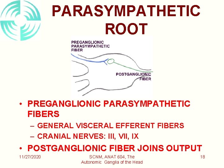 PARASYMPATHETIC ROOT • PREGANGLIONIC PARASYMPATHETIC FIBERS – GENERAL VISCERAL EFFERENT FIBERS – CRANIAL NERVES: