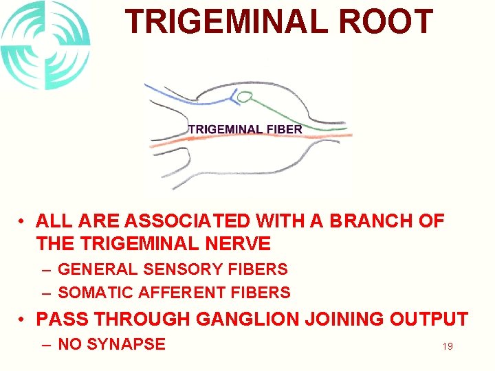 TRIGEMINAL ROOT • ALL ARE ASSOCIATED WITH A BRANCH OF THE TRIGEMINAL NERVE –