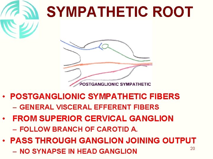 SYMPATHETIC ROOT • POSTGANGLIONIC SYMPATHETIC FIBERS – GENERAL VISCERAL EFFERENT FIBERS • FROM SUPERIOR