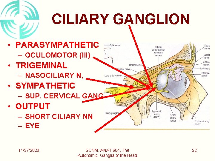 CILIARY GANGLION • PARASYMPATHETIC – OCULOMOTOR (III) • TRIGEMINAL – NASOCILIARY N, • SYMPATHETIC