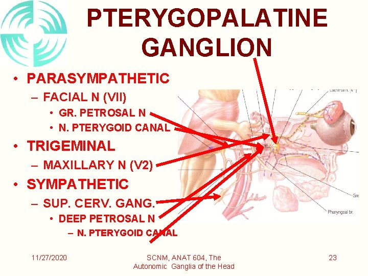 PTERYGOPALATINE GANGLION • PARASYMPATHETIC – FACIAL N (VII) • GR. PETROSAL N • N.
