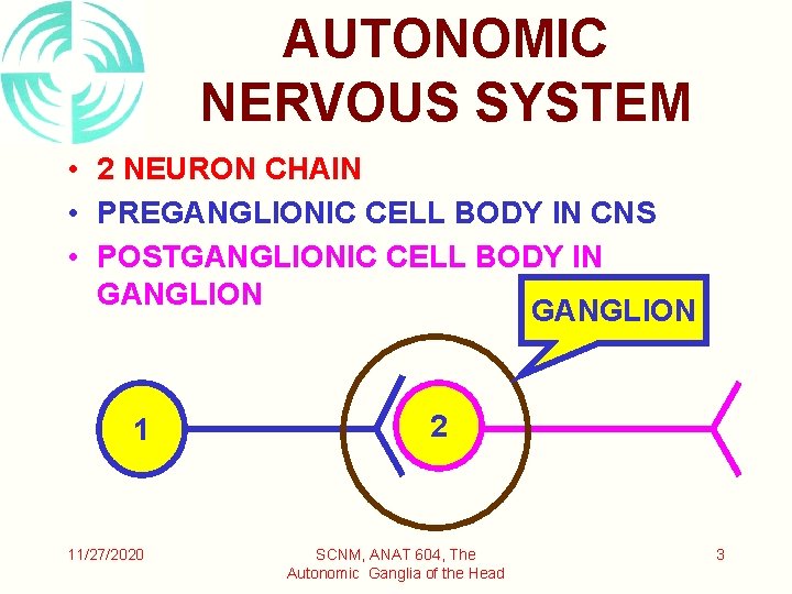 AUTONOMIC NERVOUS SYSTEM • 2 NEURON CHAIN • PREGANGLIONIC CELL BODY IN CNS •
