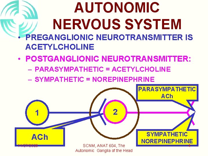 AUTONOMIC NERVOUS SYSTEM • PREGANGLIONIC NEUROTRANSMITTER IS ACETYLCHOLINE • POSTGANGLIONIC NEUROTRANSMITTER: – PARASYMPATHETIC =