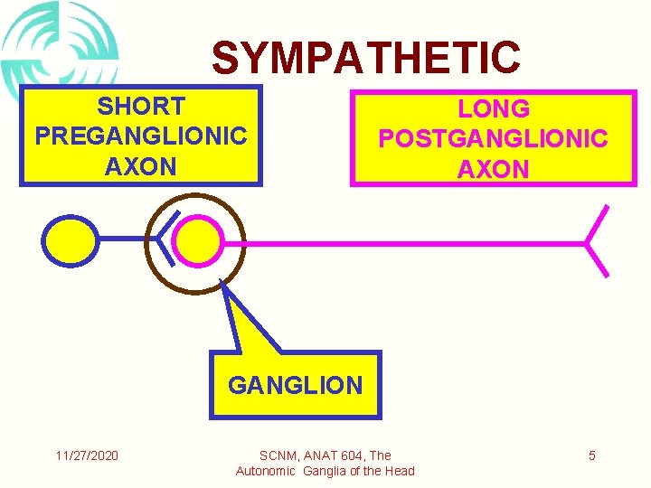 SYMPATHETIC SHORT PREGANGLIONIC AXON LONG POSTGANGLIONIC AXON GANGLION 11/27/2020 SCNM, ANAT 604, The Autonomic