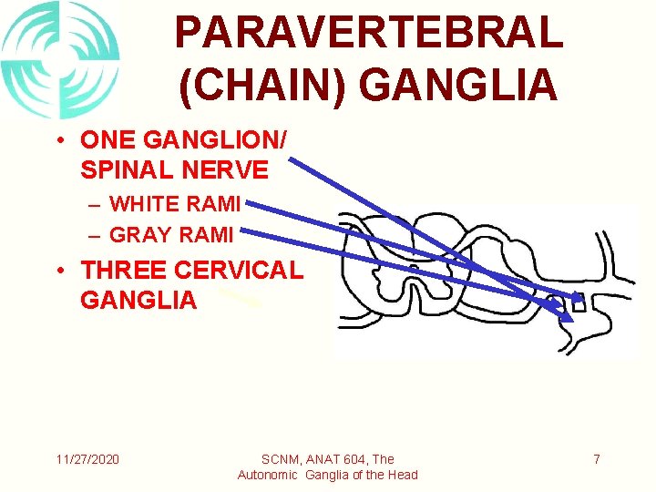 PARAVERTEBRAL (CHAIN) GANGLIA • ONE GANGLION/ SPINAL NERVE – WHITE RAMI – GRAY RAMI