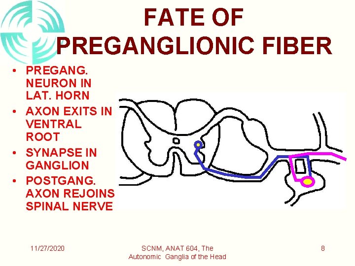 FATE OF PREGANGLIONIC FIBER • PREGANG. NEURON IN LAT. HORN • AXON EXITS IN