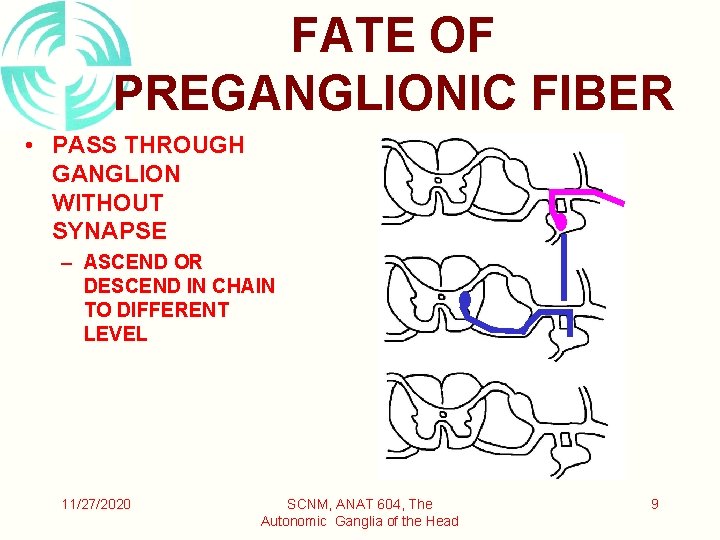 FATE OF PREGANGLIONIC FIBER • PASS THROUGH GANGLION WITHOUT SYNAPSE – ASCEND OR DESCEND