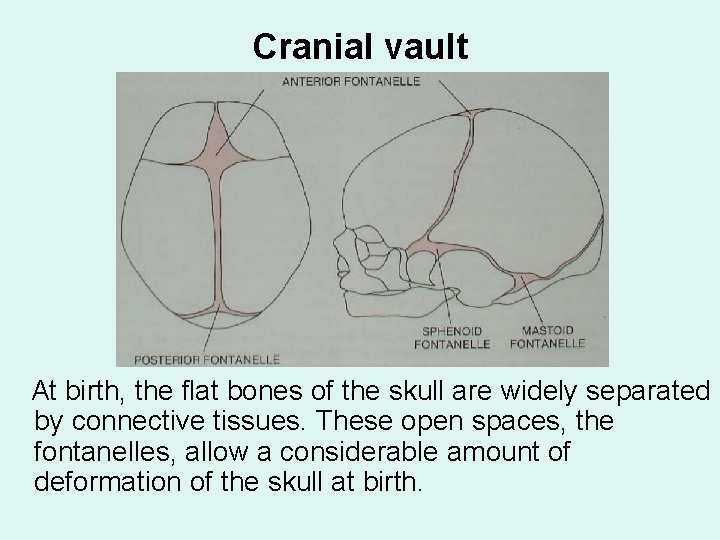 Cranial vault At birth, the flat bones of the skull are widely separated by