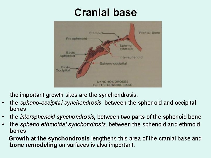 Cranial base the important growth sites are the synchondrosis: • the spheno-occipital synchondrosis between