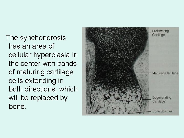  The synchondrosis has an area of cellular hyperplasia in the center with bands