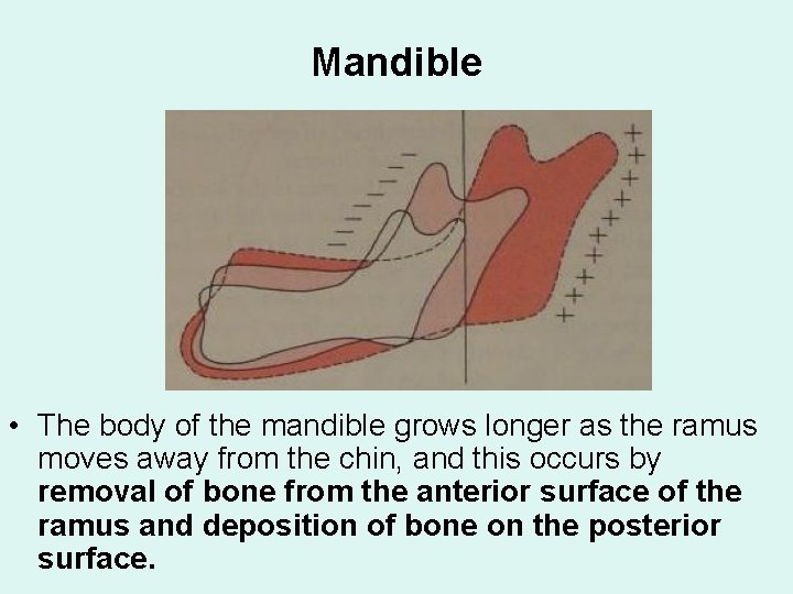 Mandible • The body of the mandible grows longer as the ramus moves away