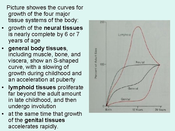  Picture showes the curves for growth of the four major tissue systems of