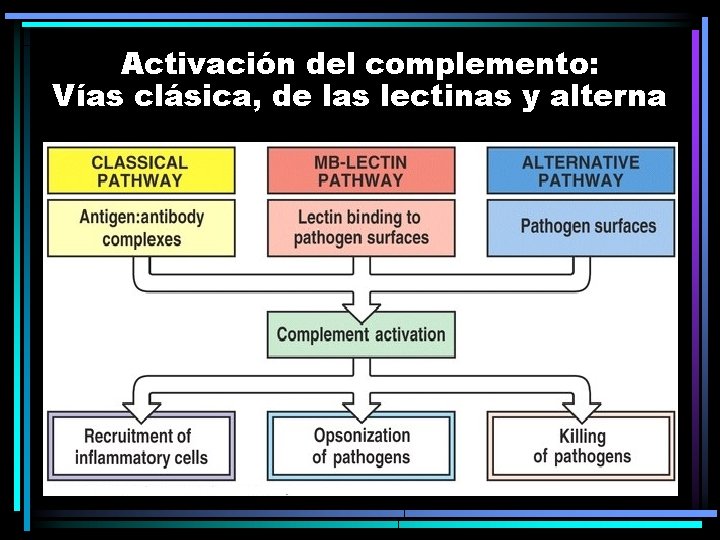 Activación del complemento: Vías clásica, de las lectinas y alterna 