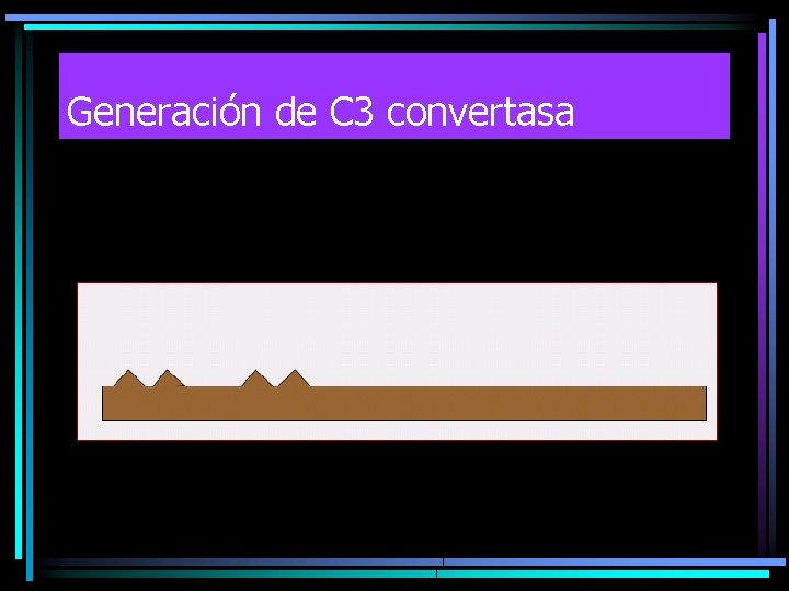 Generación de C 3 convertasa 